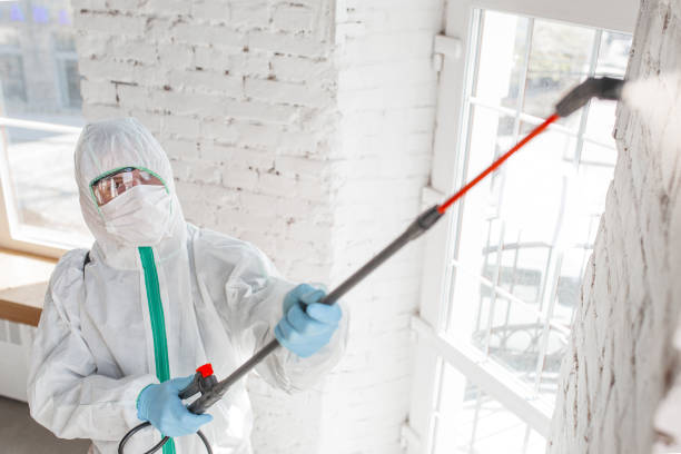 Best Mold Damage Restoration  in Lacoochee, FL